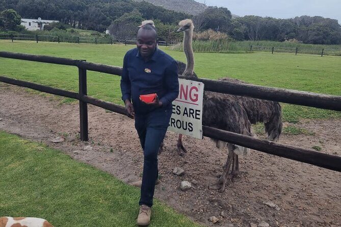 Cape Point Cape Of Good Hope And Penguins Private Tour - Cape of Good Hope: nature reserve time with hikes and wildlife odds