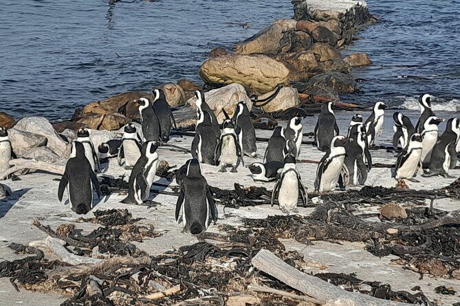 Cape Point Cape Of Good Hope And Penguins Private Tour - Cape Point: the southern tip views, plus an optional funicular add-on