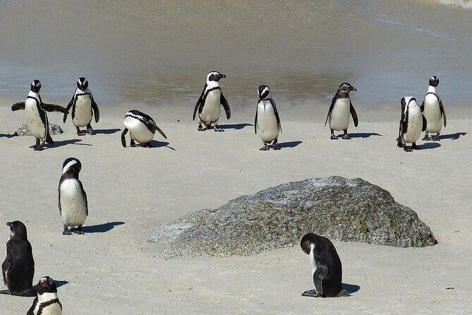 Cape Point ,Cape of Good Hope and Table Mountain Tour . - Cape Point Nature Reserve: Cliffs, Promontory Views, and Final Stretch Energy