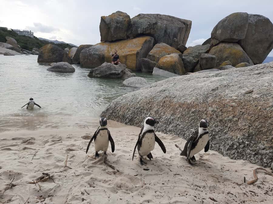 Cape Point Cape of Good Hope, Penguins Private Half day Tour - Key moments that make this private tour worth it
