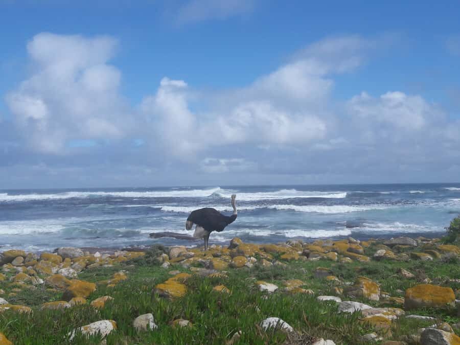 Cape Point Cape of Good Hope, Penguins Private Half day Tour - Boulders Beach African penguins: 45 minutes that actually works