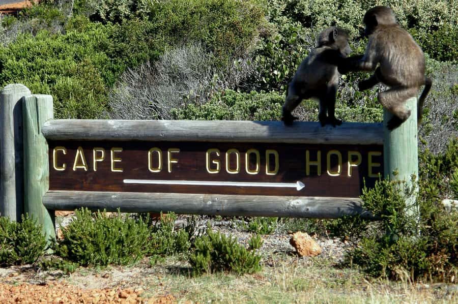 Cape Point Cape of Good Hope, Penguins Private Half day Tour - Cape of Good Hope Nature Reserve: guided time at the edge