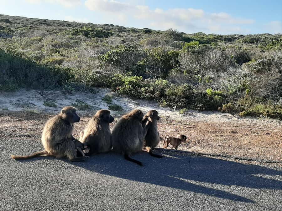 Cape Point Cape of Good Hope, Penguins Private Half day Tour - From Muizenberg to Kalk Bay: building the day before the big capes