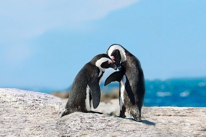 Cape Point Explore with Boulder's Penguins Small Group Day Tour - Price and what you actually get for $202.01