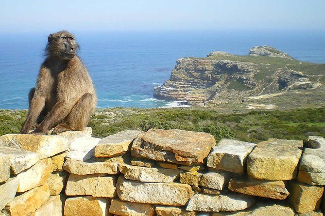 Cape Point Explore with Boulder's Penguins Small Group Day Tour - Boulders Beach penguins: how to make the most of the reserve time