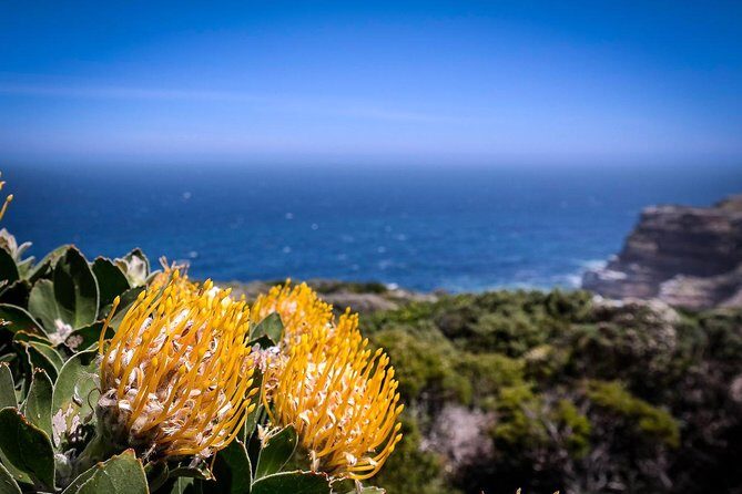 Cape Point Explore with Boulder's Penguins Small Group Day Tour - A full-day plan that usually feels un-rushed