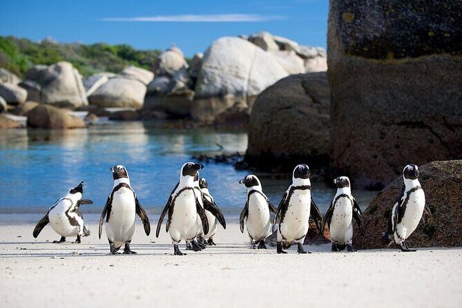 Cape Point Full Day Tour - Simon’s Town for Lunch: Use the Hour Wisely