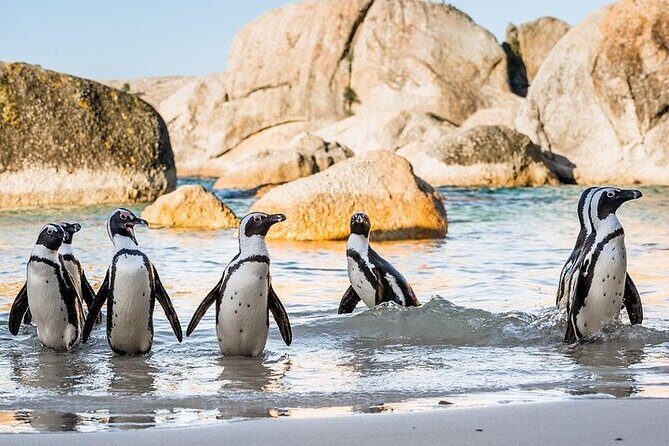 Cape Point Full Day Tour - Guide Quality and Safety: Sizwe and Mr Gatyani Stand Out
