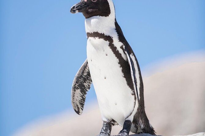 Cape Point Penguin Tour - Hout Bay return route via Scarborough and Noordhoek: finishing the loop