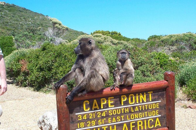 Cape Point & Penguins full day tour - Chapman’s Peak Drive: the toll road that makes the drive easy