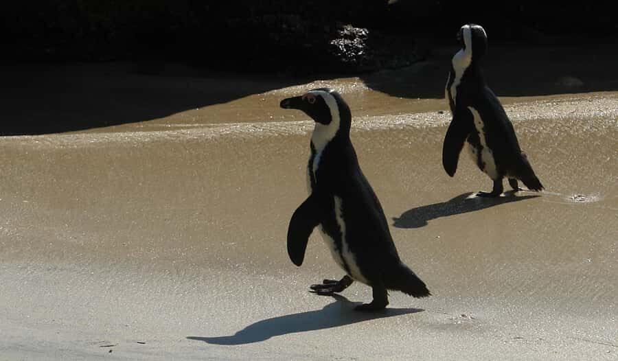 Cape Point & Penguins: Private Cape Peninsula Tour. - Why the Cape Peninsula feels like a must-do drive
