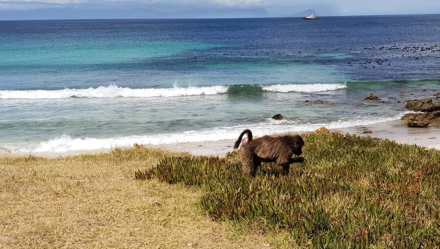 Cape Point & Penguins: Private Cape Peninsula Tour. - Simon’s Town and Boulders Beach penguins: the stop that makes the tour