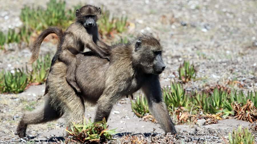 Cape Point & Penguins: Private Cape Peninsula Tour. - Cape of Good Hope Nature Reserve: cliffs, fynbos, and real wow-view moments