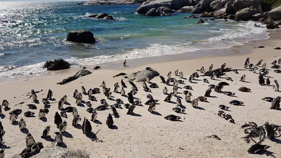 Cape Point & Penguins: Private Cape Peninsula Tour. - Pickup and the first coastal taste: Riebeek-Kasteel, Muizenberg, and False Bay