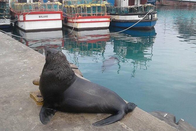 Cape Point Peninsula Tour (Cape To Grape Wine Tours) - Price and value: why $139.55 can make sense here