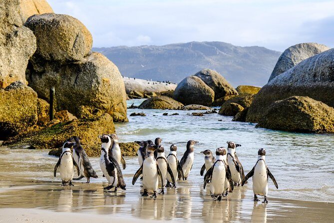 Cape Point Private Nature Tour & Hike - From penguins to fynbos: the whole Cape Peninsula arc