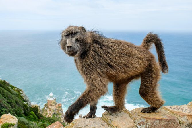 Cape Point Private Nature Tour & Hike - Cape of Good Hope hike: Fynbos and wildlife scanning for 2.5 hours