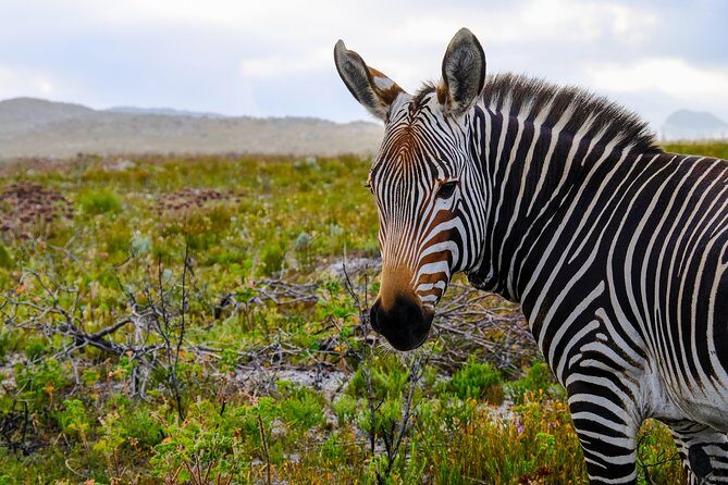 Cape Point Private Nature Tour & Hike - Price and park fees: what $111.73 buys you
