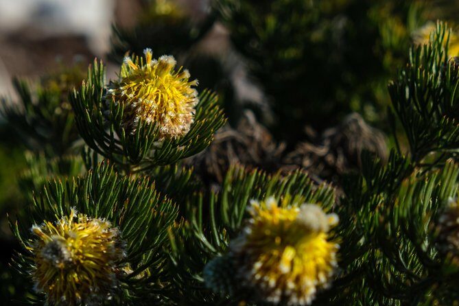 Cape Point Private Nature Tour & Hike - Who this tour fits best on the Cape Peninsula