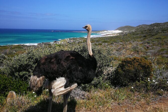 Cape Point Xplorer - Lunch: local fish and chips with vegan and vegetarian options