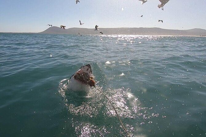 Cape Shark Diving Adventures - Why Gansbaai Is the Right Base for a Close Shark Encounter