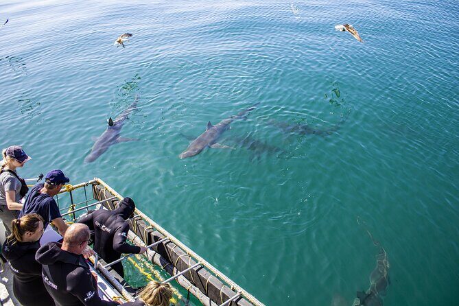 Cape Shark Diving Adventures - Your 3-Hour Plan: What Happens From Check-In to Lunch