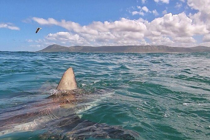 Cape Shark Diving Adventures - The Comfort Payoff: Warm Showers, Towels, and a Lunch With a View