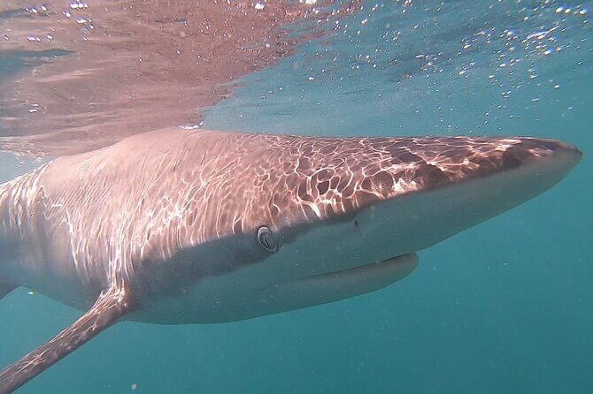 Cape Shark Diving Adventures - Nature Is the Main Boss: Setting Realistic Expectations