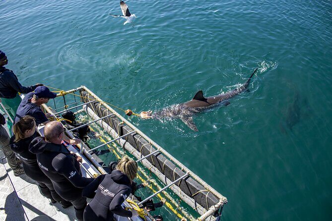 Cape Shark Diving Adventures - Before the Boat: Wetsuits, Snacks, and Safety That Feels Real