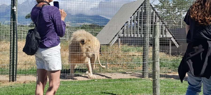 Cape Town: 15 Wine Tasting & Wildlife Small Group Tour - Fairview Wine & Cheese in Paarl: the interactive cheese finale