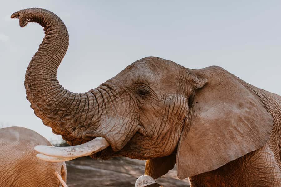 Cape Town: 2-Day Wildlife Tour with Safaris and Luxury Stay - Key highlights to know before you go