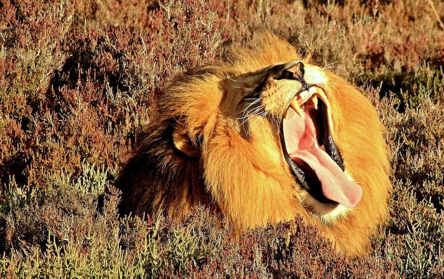 Cape Town: 2-Day Wildlife Tour with Safaris and Luxury Stay - Buffelsdrift luxury night near Oudtshoorn (and what you actually sleep in)