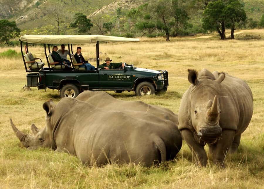 Cape Town: 2-Day Wildlife Tour with Safaris and Luxury Stay - Buffelsdrift Day 2 bush drive: look longer, spot more, learn more