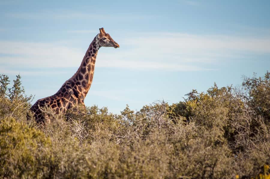 Cape Town: 2-Day Wildlife Tour with Safaris and Luxury Stay - Route 62 back to Cape Town: scenic driving with time for quirky stops