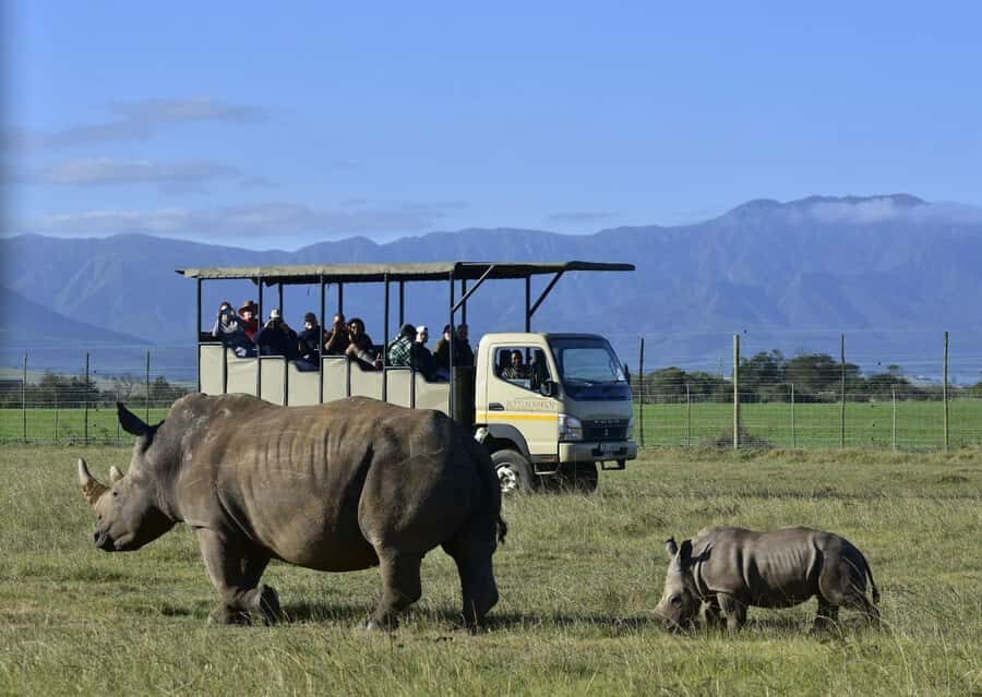 Cape Town: 2-Day Wildlife Tour with Safaris and Luxury Stay - Price and logistics: is $534 per person good value?