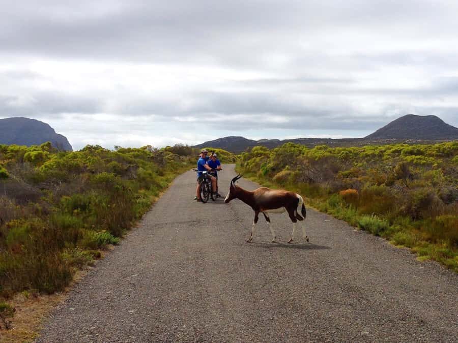 Cape Town: 9-hour Cape Point Private Guided Cycling Tour - From Cape of Good Hope roads to Cape Point footpath