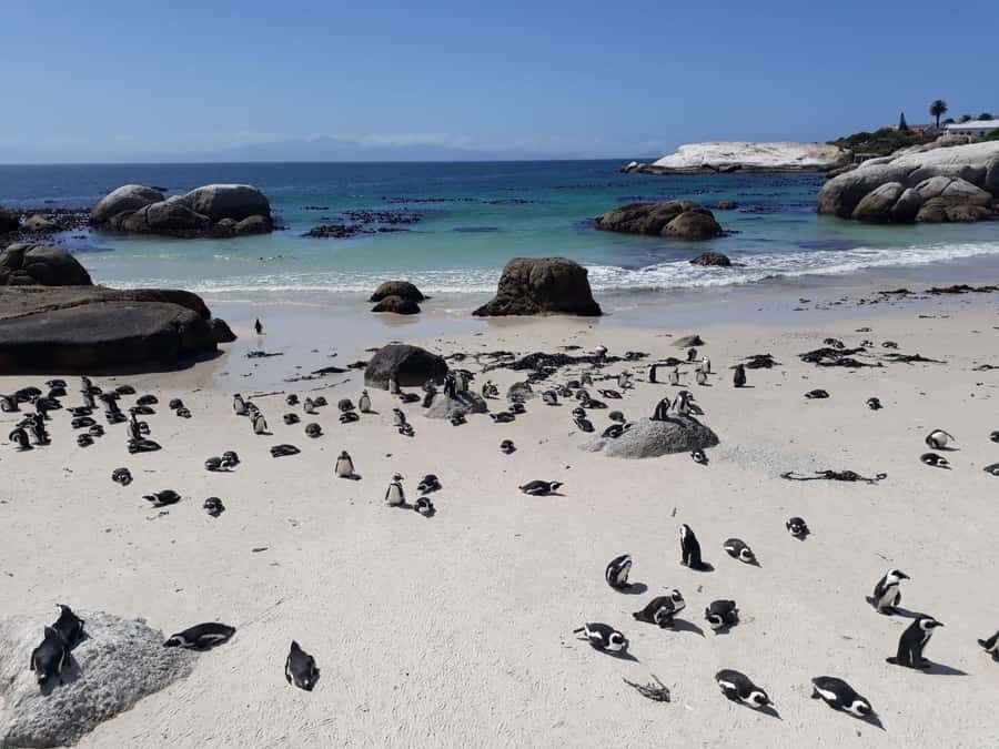Cape Town: 9-hour Cape Point Private Guided Cycling Tour - Meeting in Cape Town and setting the pace with a nature guide