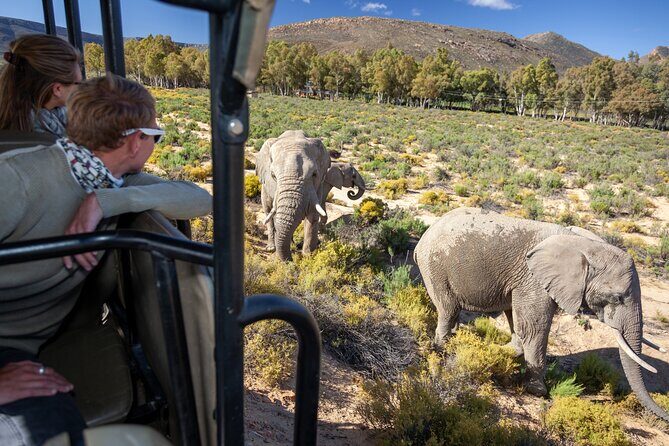 Cape Town Aquila Afternoon Safari with transport and lunch - Key highlights I’d prioritize