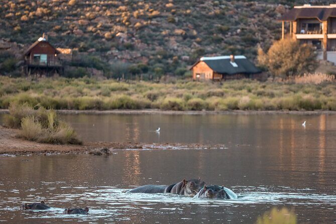 Cape Town Aquila Afternoon Safari with transport and lunch - Cape Town Afternoon Safari: Why This Timing Works