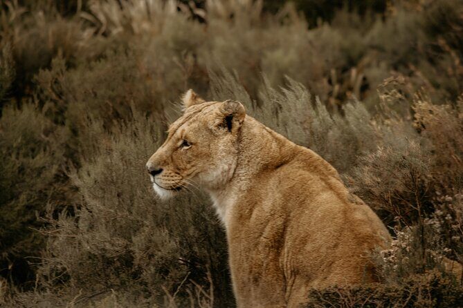 Cape Town Aquila Afternoon Safari with transport and lunch - The Game Drive: What the Safari Ride Really Offers