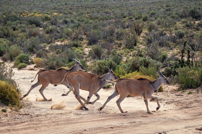 Cape Town Aquila Afternoon Safari with transport and lunch - Big Five Chances: Set Your Expectations (Without Killing the Fun)