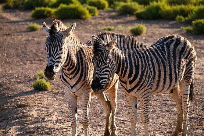 Cape Town Aquila Afternoon Safari with transport and lunch - Comfort, Photos, and Ranger Talk Time