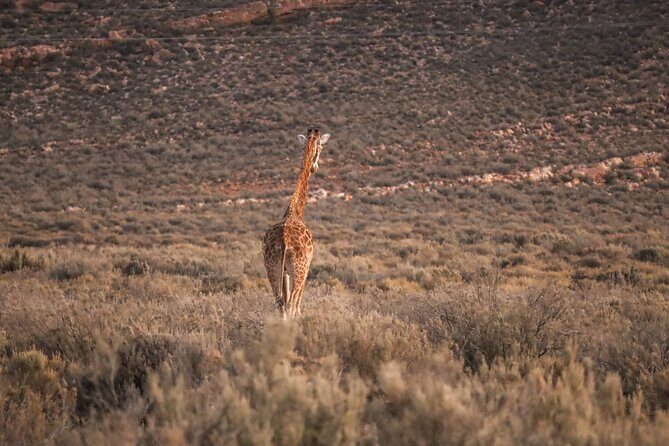 Cape Town Aquila Afternoon Safari with transport and lunch - Value for $26: What You’re Getting for the Money