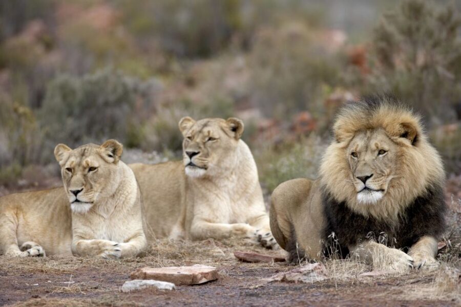 Cape Town: Aquila Game Reserve Day Entrance & Game Drive - Why Aquila works (and where it can fall short)