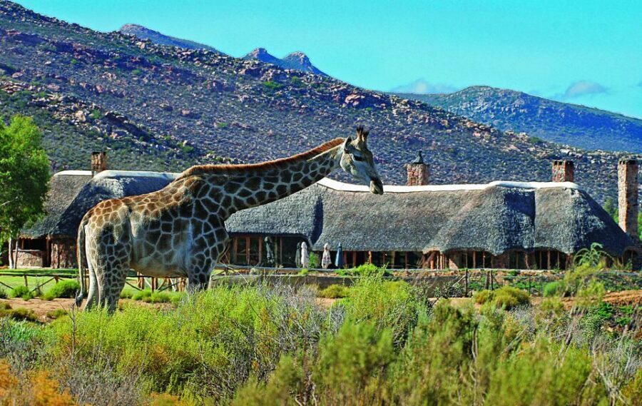 Cape Town: Aquila Game Reserve Day Entrance & Game Drive - Key points to know before you go