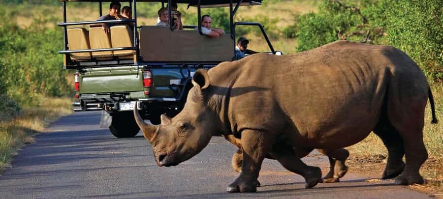 Cape Town: Aquila Game Reserve SAFARI +Lunch Buffet +Pickup - The Safari Briefing and Open-Vehicle Reality Check