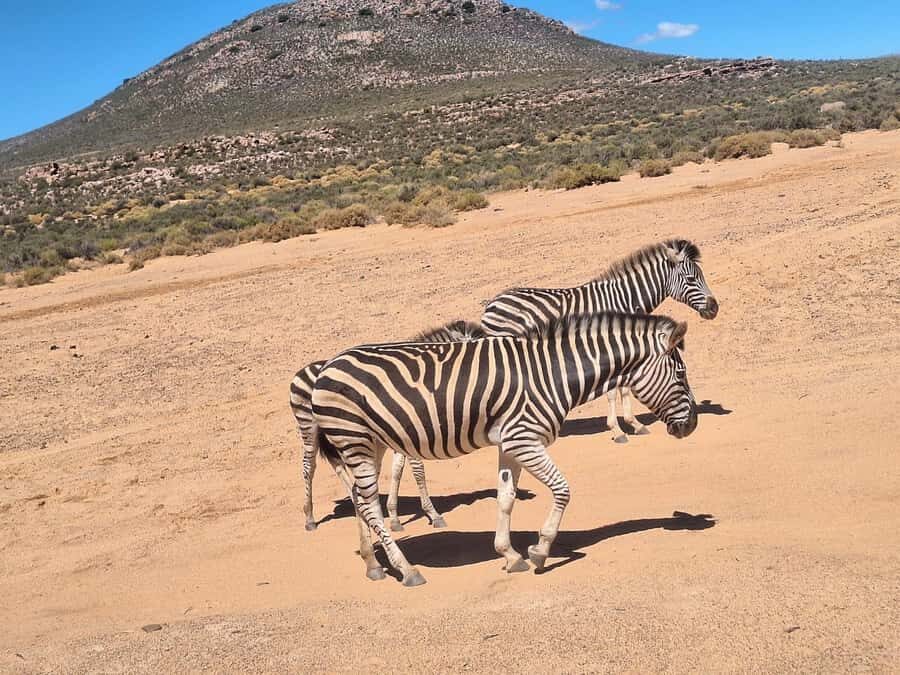 Cape Town: Aquila Game Reserve & V&A Waterfront Tour w/Lunch - Key things to know before you go