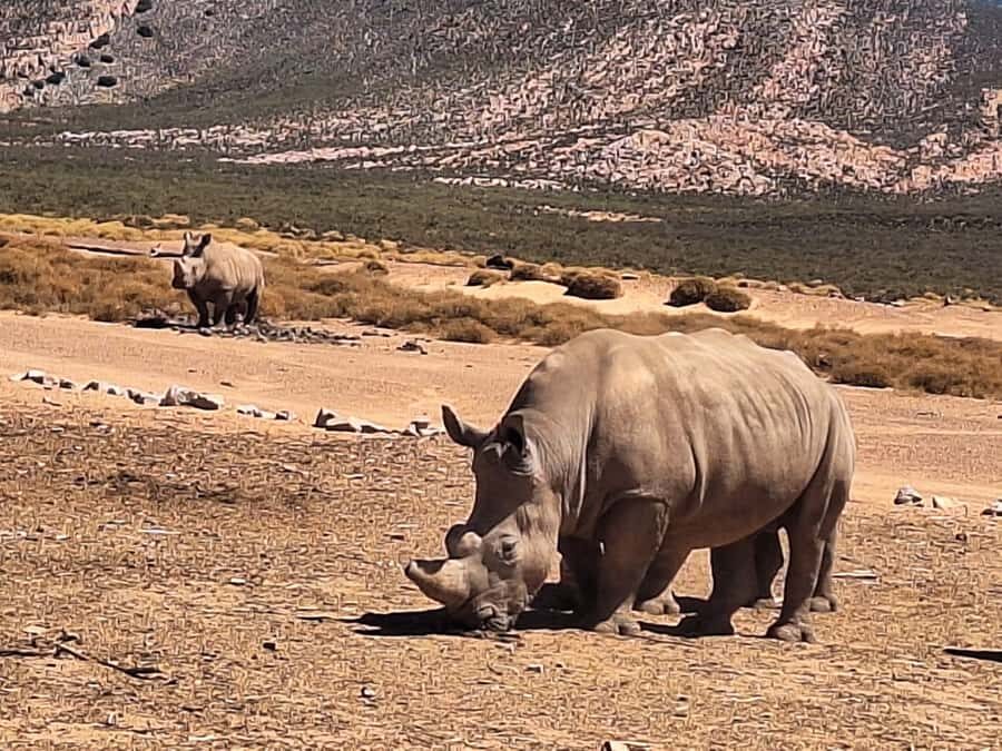 Cape Town: Aquila Game Reserve & V&A Waterfront Tour w/Lunch - From Cape Town to Aquila: what this day trip really delivers