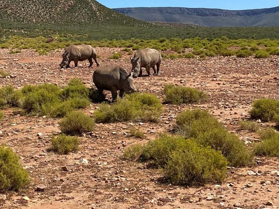 Cape Town: Aquila Game Reserve & V&A Waterfront Tour w/Lunch - Arriving at Aquila: open-air safari starts the moment you get there