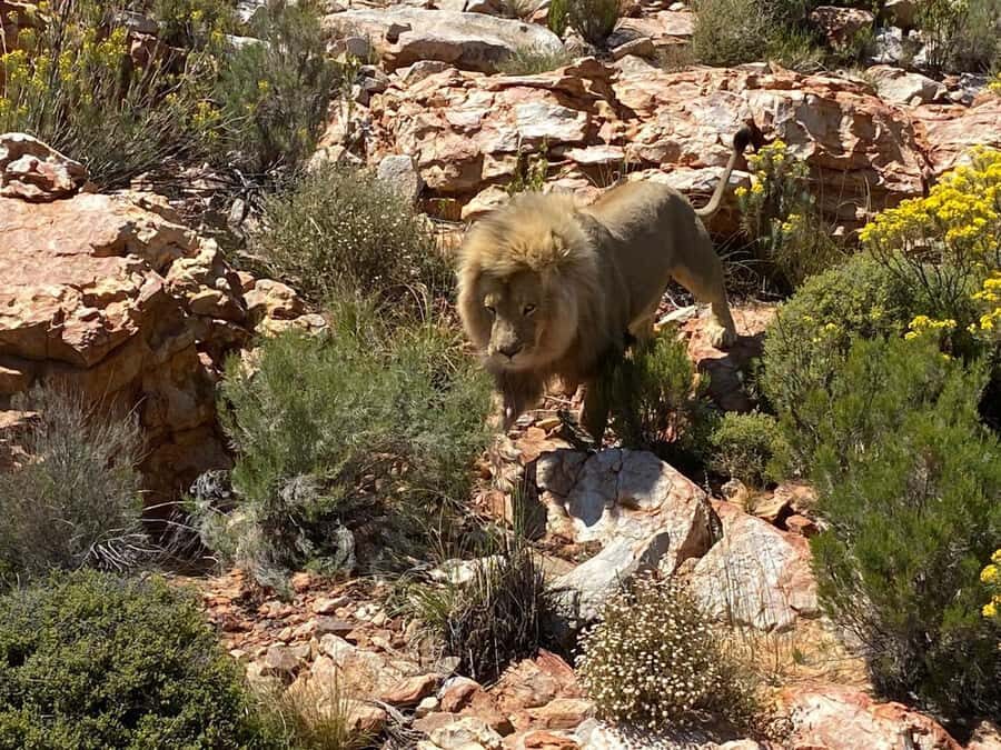 Cape Town: Aquila Game Reserve & V&A Waterfront Tour w/Lunch - The Big Five game drive: how the search works in real life